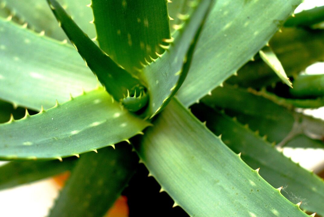Aloe untuk potensi lelaki